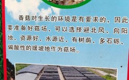 蘑菇种植视频，新手能学会吗？