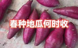 春红薯何时种？关键技术有哪些？