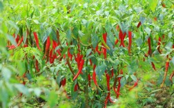 小米辣椒种植技术有哪些关键要点？