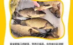 黄金鲫养殖技术与图片，如何高效养殖？