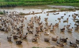 鱼塘养鸭技术视频有哪些要点？