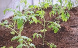 小蕃茄种植技术视频，新手能学会吗？