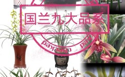 兰花品种众多，哪种才算最好？