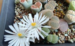 生石花什么品种好？挑选看哪些关键点？