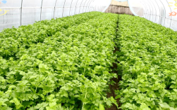 大棚芹菜怎么种才高产？