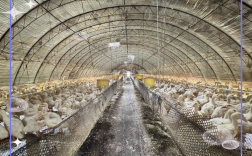 大棚蛋鸭养殖技术视频怎么学才高效？