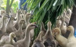 哪种水草品种是鹅爱吃的？