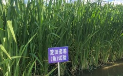 茭白套养泥鳅怎么操作？