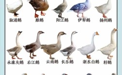 河北常见的大鹅品种有哪些？