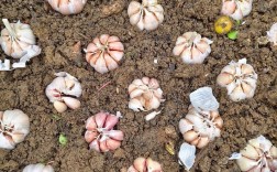 大棚蒜黄怎么种？视频教你关键技术