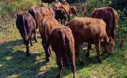 山区放养黄牛技术有哪些关键要点？