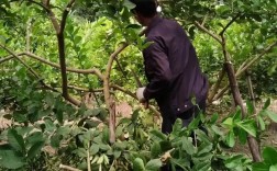 柠檬修剪如何科学管理？