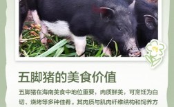 海南养猪，啥品种最合适？