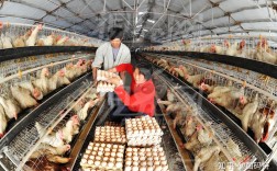 鹌鹑鸡养殖技术视频怎么学？