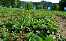 陕南苍术种植技术视频，关键点有哪些？