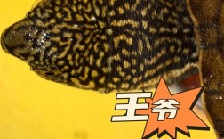 2025年蛋龟价格会涨还是跌？