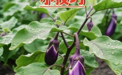 大棚茄子怎么种？视频教你关键技术！