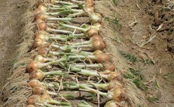 洋葱种植新技术视频有哪些要点？