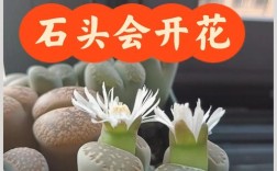 生石花会越长越高吗？