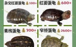 2025龟最新价格行情