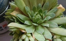 观音莲多肉品种究竟有多少？