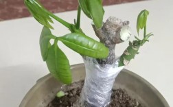 发财树嫁接选什么品种做砧木？