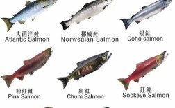 哪些鱼品种市场前景好？