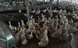 福建养鸭技术真这么赚钱？秘诀在哪？