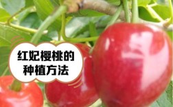 大樱桃品种哪个产量高？