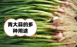 青蒜苗价格种植技术要点有哪些？