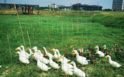 东北稻田养鸭技术视频