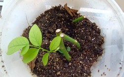 月季扦插栽培技术视频