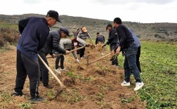 土口药材养殖技术视频