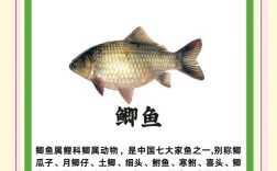 什么品种的鲫鱼好养