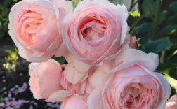 旋转香水月季是哪个品种？