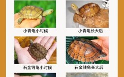 2025年金钱龟龟苗价格会涨还是跌？