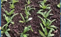 家庭油麦菜怎么种才能长得好？