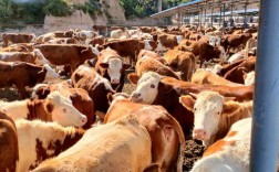 东北肉牛养殖优选哪些品种？