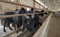 黑山羊圈养粒料怎么喂才科学？