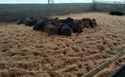 发酵床养牛技术要求有哪些关键点？