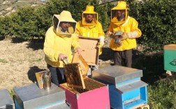 外国养蜜蜂技术视频哪里能下载？