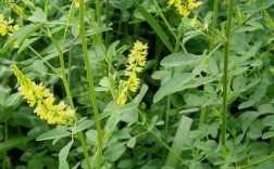 哪些蜂蜜源植物品种适合种植？