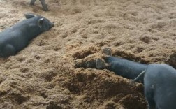 农村发酵床养猪技术视频怎么做？