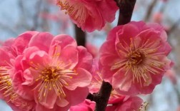 北方也能种梅花？哪些品种能耐寒？