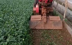 河南香菜大棚种植技术有哪些关键要点？