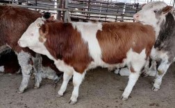 北方养肉牛，哪个品种最合适？