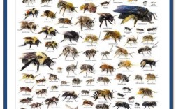 家养蜜蜂品种有哪些？