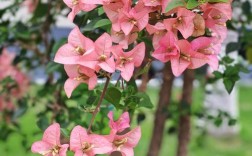 三角梅稀有品种有哪些？