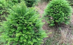 哪种红豆杉品种最好？