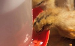 养殖小鸡视频，技术要点有哪些？